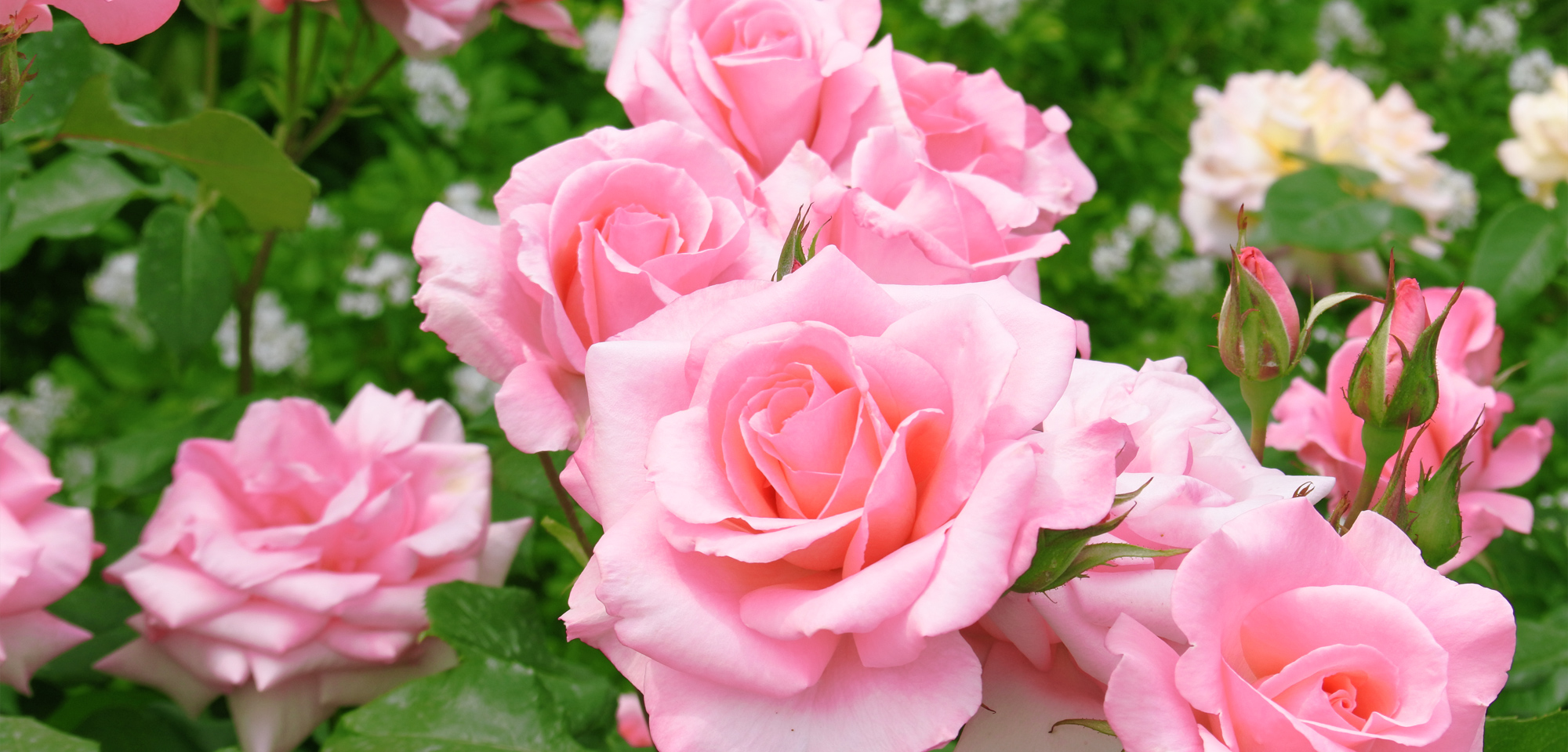 皮フ科・形成外科　かんだクリニック